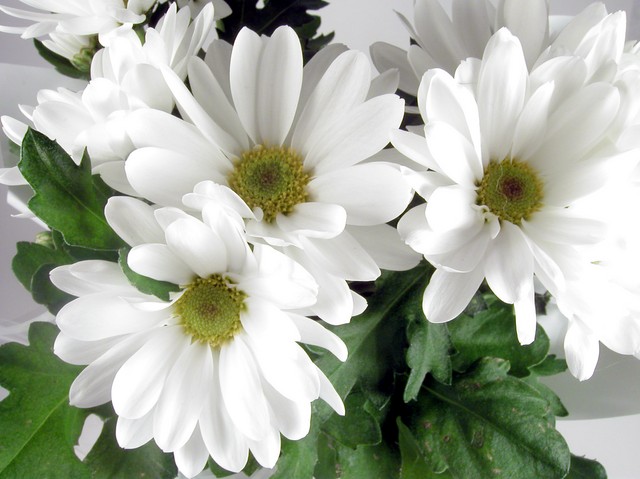 Crisantemos crisantemos