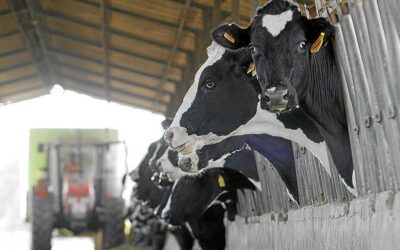 El problema de los animales muertos en Menorca